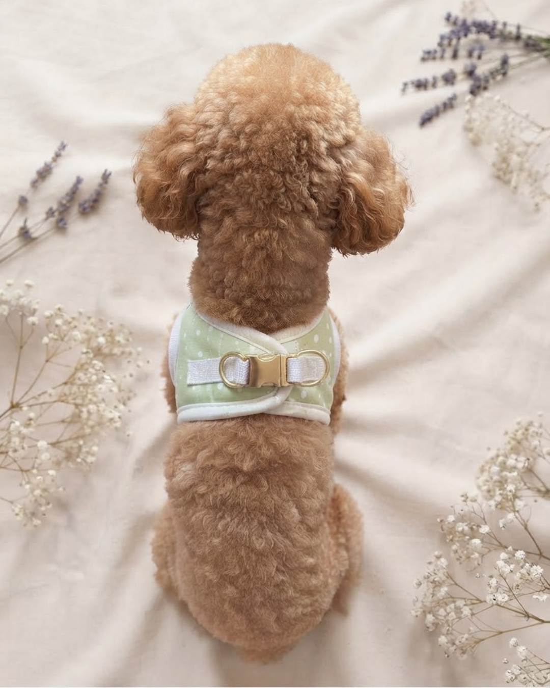 Arnés Le Petit Matcha