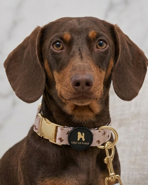 Collar Teddy Brown